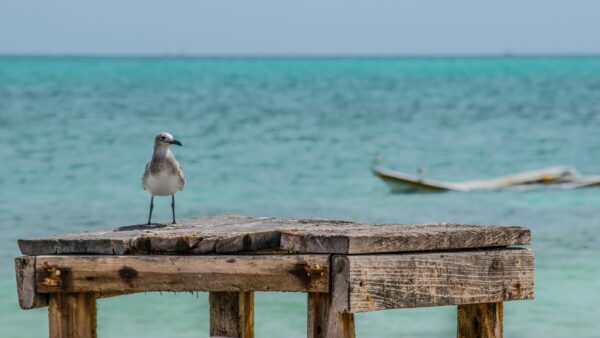 La Isla de los Pájaros